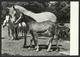 HORSE - HORSES Kobilarna Lipica  Sezana - Postcard (see Sales Conditions) 01861 - Chevaux