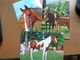 Paard, Cheval, Horse / 6 Kaarten -> Unwritten - Horses