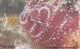 Bonaire, AN-BON-TBO-0011A, Christmas Tree Worms, 2 Scans.  Black Lines In Chip - Antilles (Neérlandaises)