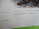 Delcampe - Gravure Ancienne/Planche Hors-Texte/ Revue " Le Panorama De La Guerre"/ Spahi Marocain/Ch Bernard/1914-1919    GRAV322 - Prints & Engravings