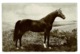 Ref 1364 - 1930 Real Photo Postcard - Racehorse - Animal Horse Theme - Pferde