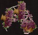 Albrecht & Meister 20673 - SCRAP -  DECOUPIS  - Gaufré / Embossed - Flowers Baskets - Fleurs Violettes / Viola - 2 Scans - Flowers