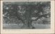 The Major Oak, Sherwood Forest, Nottinghamshire, 1904 - Linney's Postcard - Other & Unclassified