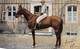 Sport.   Hippisme :     Un Jockey Sur Son Cheval          (voir Scan) - Paardensport