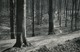 "Atmosphère De Printemps - Groenendael, Boitsfort -15 Avril 1942"    5  Photographies Originales D'époque. FG1417 - Lugares