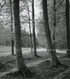 Delcampe - " Printemps à Pede,; Forêt De Soignes - Bois De Capucins - Chemin Du Relais" 5 Photographies Originales D'époque. FG1422 - Places