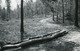 Delcampe - " Printemps à Pede,; Forêt De Soignes - Bois De Capucins - Chemin Du Relais" 5 Photographies Originales D'époque. FG1422 - Places