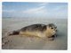 POSTCARD - ANIMALS - SEAL - USED - 2008 - SWEDEN - WWF - PANDA LOGO  Backside - Other & Unclassified