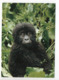 POSTCARD - ANIMALS - MOUNTAIN GORILLA - USED - 2009 - SWEDEN - WWF - PANDA LOGO  Backside - Scimmie