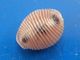 Trivia Monacha Atlantique 11,5mm GEM N12 - Seashells & Snail-shells