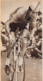 1959 : CYCLISME, TOUR DE FRANCE, GERARD SAINT GRIMPE LES PENTES DU PUY-DE-DOME (2 SCANS) - Verzamelingen