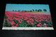 14535-                    CALIFORNIA, SAN DIEGO, SPECTACULAR FLOWER FIELDS - San Diego