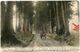 JAPON CARTE POSTALE -CRYPTMERIA AVENUE AT NIKKO DEPART ? 1-7-8  POUR L'EGYPTE - Briefe U. Dokumente