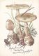 Mushrooms - Amanita Porphyria Old Postcard - Mushrooms