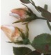 COQUILLAGE MONTE EN BOUTON DE ROSE SUR TIGE LOT DE 2 TIGES AVANT 1940 - 7 SCANS - Coquillages