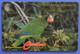 Cayman Islands Bird Amazona Amazon Pappagallo Oiseaux Vogel Birds Parrots Caribbean - Papegaaien & Parkieten