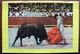 Toros Without Tears -  A Simple Explanation Of A Bullfight - 1963 Antique - Altri & Non Classificati