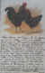 Poule Poulette Chicken Geflugel Oiseau Signe Race Langshan Verlag H. Stürtz. Old Postcard. Cpa. Ca. 1900« 52 » - Otros & Sin Clasificación