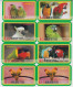 USA BIRD PARROT SET OF 24 CARDS - Papegaaien & Parkieten