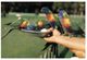 (A 4) Australia - QLD Currumbin & Parrots Feeding (older) - Sunshine Coast