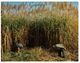 (A 7) Australia - QLD - Sugar Cane Farm - Selecting Cane For Plenting... - Gold Coast