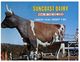 (A 9) Australia - QLD - Suncoast Dairy Near Nambour (big Cow) - Sunshine Coast