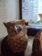 3 UILEN - CHOUETTES/HIBOUX - EULEN - OWLS    H : 30cm - 24 Cm - 19 Cm   (1396g Total Weight/gesamtgewicht/poids Total) - Holz