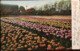 Cpa 1906,Tulpenvelden Bij Lisse, (Champs De Tulipes Près De Lisse, Pays-Bas) - Lisse
