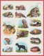 Animaux. Illustration D'animaux à Fourrure: Putois, Vison, Raton Laveur, Loutre, Karakul, Chinchilla... Larousse 1960. - Historical Documents