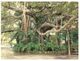 (A 34) Australia - QLD - Rockhampton Banyan Tree At Botanical Garden - Rockhampton