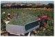 (A 34) Australia - SA - Grape Picking, Barossa (with Stamp) - Barossa Valley