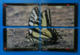 China X4 Puzzle Butterfly Papillon Mariposa Schmetterling Farfalla Butterflies Insect - Papillons