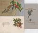 Delcampe - LOT 39 AK FRÖHLICHE WEIHNACHTEN / 39 OUDE WENSKAARTEN THEMA KERSTMIS  1899 - 1935 - Autres & Non Classés