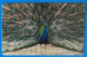 Japan Japon Peacock Peafowl Pavone Pavo Bird Uccello Aves Pajaro - Gallinaceans & Pheasants