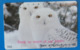 Japan Japon Snow Owl  Eule  Hibou Buho Bird Uccello Aves Pajaro Earth - Eulenvögel