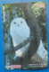 Japan Japon Snow Owl Eule Hibou Buho Bird Uccello Aves Pajaro Kansai - Uilen