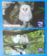 Japan Japon X2 Owl Eule Hibou Buho Bird Uccello Aves Pajaro - Gufi E Civette