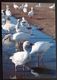 Greenland Birds  Cards ( Lot 383 ) - Groenlandia