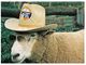 (B 21) Australia - NSW - Tamworth ( Sheep ) With Stamp - Tamworth