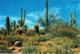 Springtime In The Desert, Arizona, US - Unused - Autres & Non Classés
