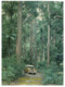 (C 28)  Australia - QLD - Fraser Island - UNESCO - Kauri Forest - Sunshine Coast