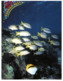 (C 30) Australia - QLD - Great Barrier Reef Fish - Great Barrier Reef