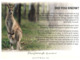 (D 1) Australia - Humour - Did You Know ? Australia, Eastern Grey Kangaroo - Outback