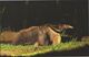 Postcard Singapore Night Safari Giant Anteater - Sonstige & Ohne Zuordnung