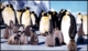 PENGUINS-ICEBERGS-MARINE LIFE-50th An OF JAPANESE ANTARCTIC RESEARCH EXPEDITION-SET OF 5 PPCs-IC-290 - Programmi Di Ricerca