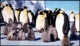 PENGUINS-ICEBERGS-MARINE LIFE-50th An OF JAPANESE ANTARCTIC RESEARCH EXPEDITION-SET OF 5 PPCs-IC-290 - Forschungsprogramme