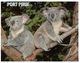 (E 11) Australia - SA - Port Pirie - Koala - Other & Unclassified