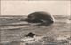 !  Alte Fotokarte, Wal, Flensburger Förde, Whale, Baleine, Photo, 1911, Ostsee - Fish & Shellfish