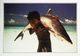 Maldives Requin Blanc Shark    Années   80s - Maldivas