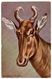 HUNT Antelope By DONADINI Vintage Colorful PELUBA 236a PC Germany 1920s - Donadini, Antonio